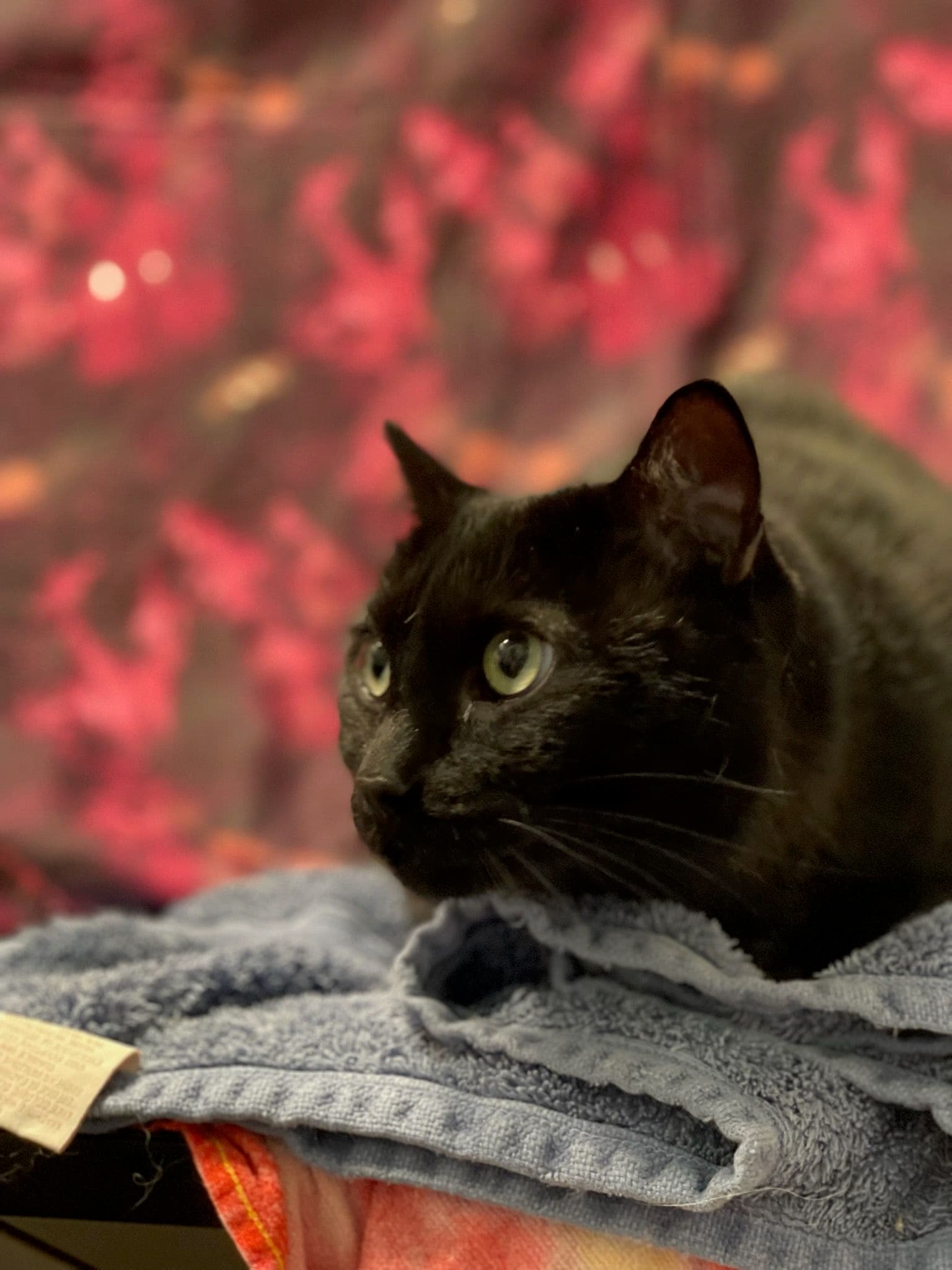 Project Upgrade Your Home's Safety with Tiger Lilly Electric image