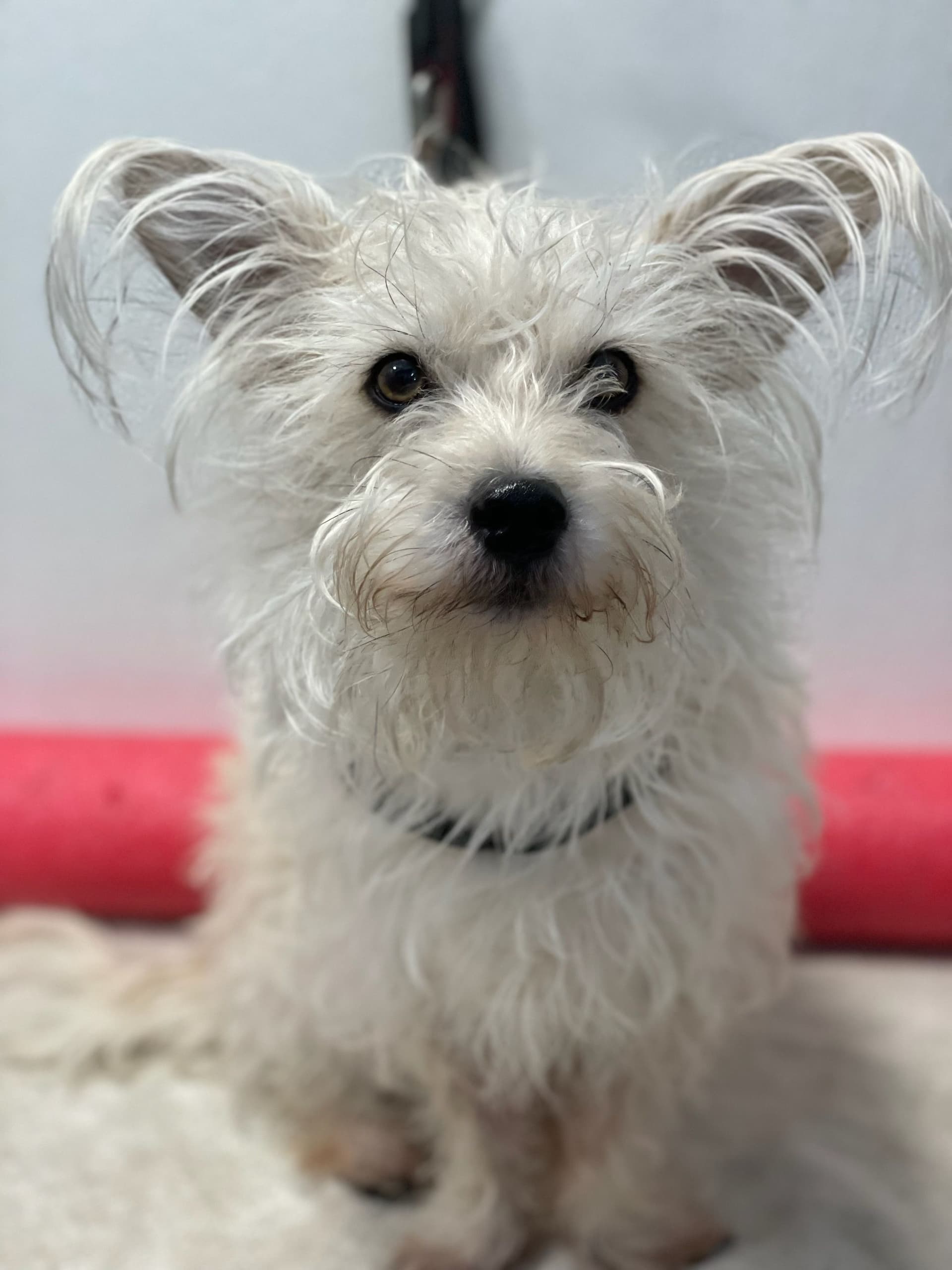 Gallery photos for Upgrade Your Home's Safety with Tiger Lilly Electric: Image #1